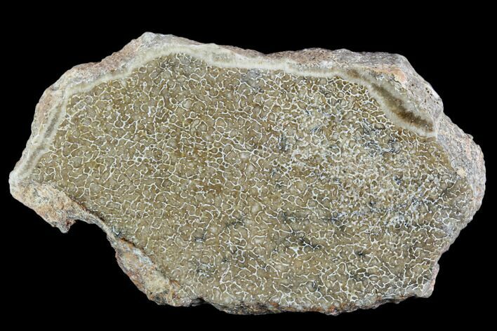 Polished Dinosaur Bone (Gembone) Section - Morocco #107007